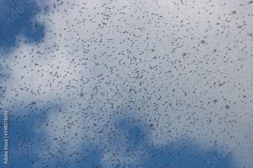A huge number of mosquitoes against a cloudy sky. Swarm of gnats. The mating season in mosquitoes in the spring.