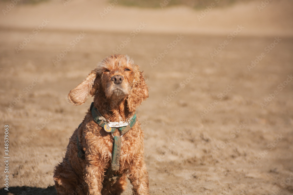 the light brown spaniel dog squints at the sun and enjoys the sunset, the wind blows the dog’s wet fur. the concept of enjoying the life of hugg, harmony unity with nature meditation the light brown spaniel dog squints at the sun and enjoys the sunset, the wind blows the dog’s wet fur. the concept of enjoying the life of hugg, harmony unity with nature meditation