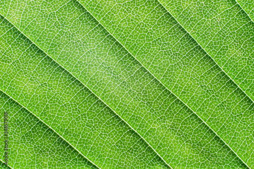 View of a leaf's veins of hornbeam 