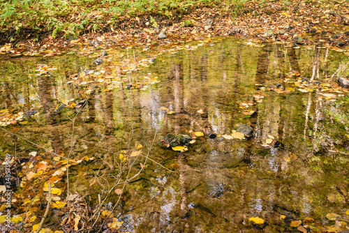 forest river