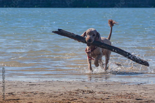 training game with dog pet. English cocker spaniel pet brings big log as a stick toy, from river water on the beach. light ginger brown spaniel dog with wet fur playing in water