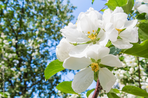 Delicate white flowers of an apple tree on a blurry background.