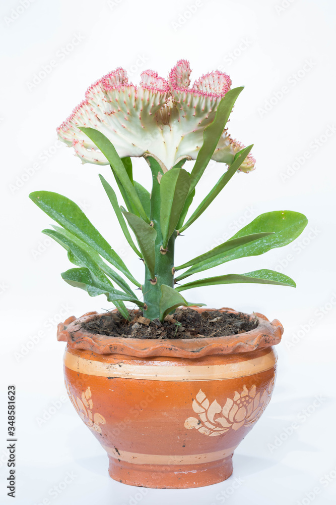 Euphorbia lactea Haw. F. cristata grafted on Euphorbia neriifolia L.