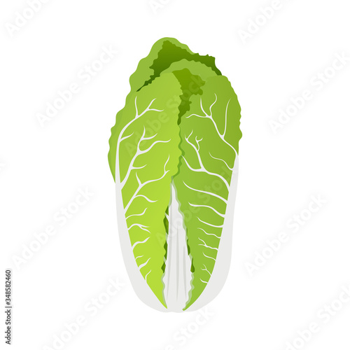 Green Chinese cabbage on a white background, healthy food, vegetables vector icon.