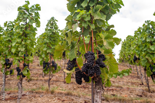 Photography Vitis vinifera, common grape vine