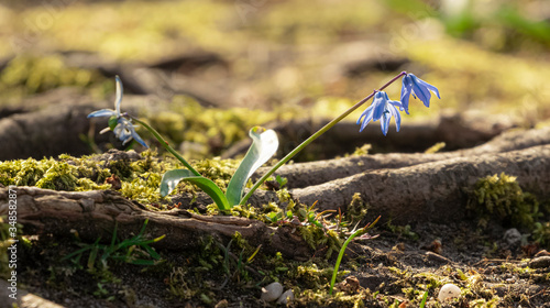 Große Sternhyazinthe im Park photo