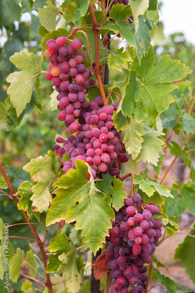 Vitis vinifera, common grape vine. Cluster of sort 'Purple' Aptissa aga x Cardinal ripe red-purple grape berries, close up, selective focus.  St. Clara Vineyard (Vinice sv. Kláry) in Prague botanical 