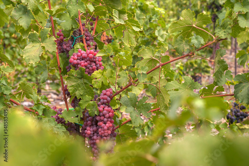Vitis vinifera, common grape vine. Cluster of sort 'Chasselas Rose Royal Dessert' ripe red- purple grape berries, close up, selective focus. St. Clara Vineyard (Vinice sv. Kláry) in Prague botanical 