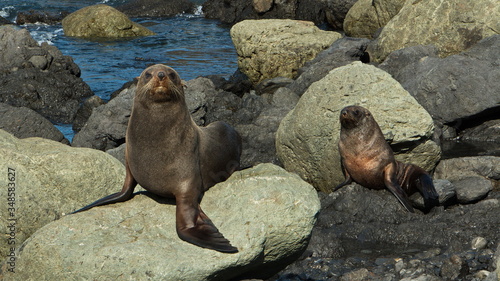 Seal colony on Cape Palliser in Wellington Region on North Island of New Zealand    © kstipek