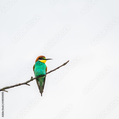 Bee-eater bird sitting on a perch