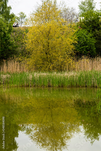 Drzewo w odbiciu wody © Grzegorz