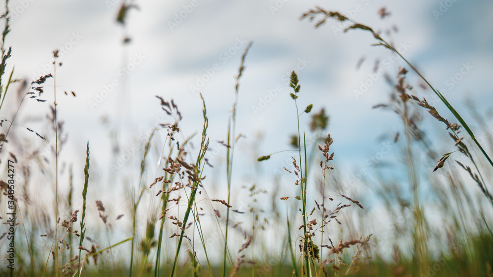 Immersed in the grasses, looking towards the cloudy sky
Immersed in the grasses, looking towards the cloudy sky
