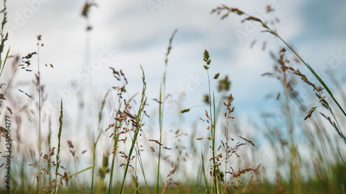 
Immersed in the grasses, looking towards the cloudy sky