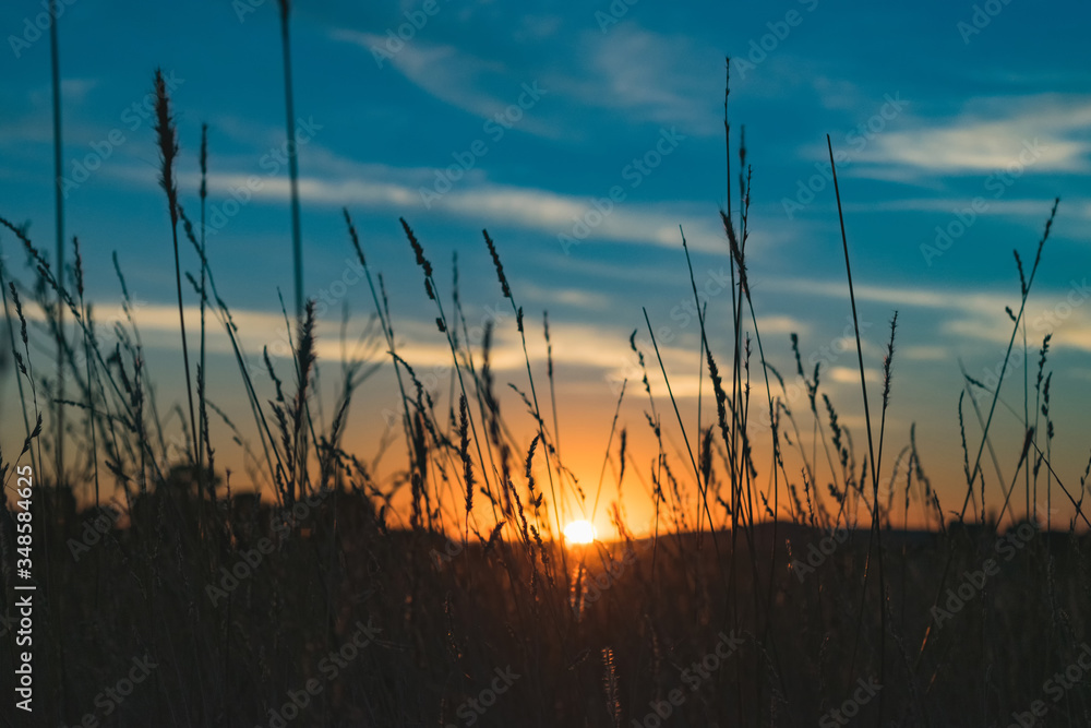 sunset in a field with spikes sunset in a field with spikes