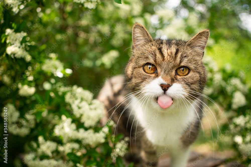 cute tabby white cat outdoors in nature sticking out tongue looking at camera