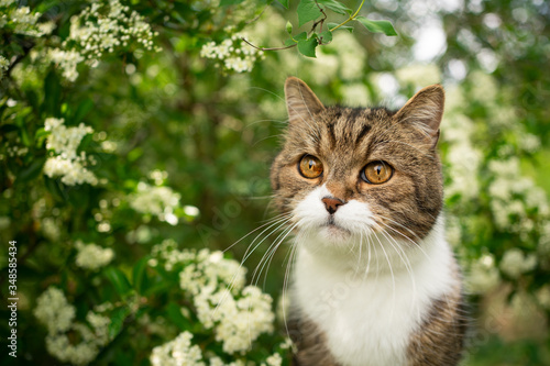 portrait of a beautiful tabby british shorthair cat outdoors in spring under flowering tree with white blossom