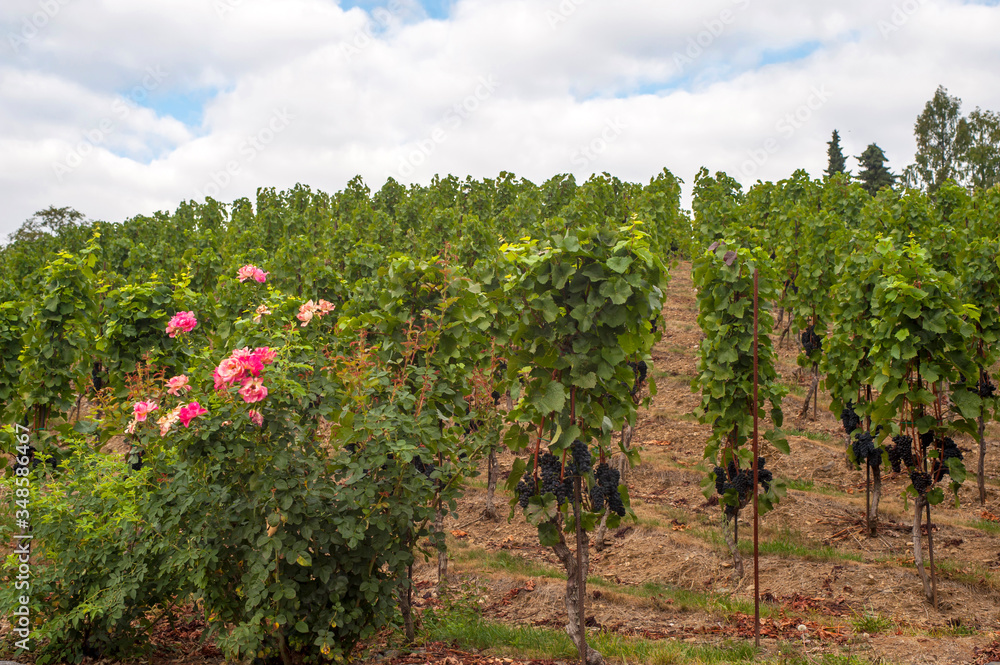 Grape vines by rows with clusters of ripe black blue grape berries and flowering rose shrub in the beginning of the raw. The St. Clara Vineyard in Prague botanical garden. 