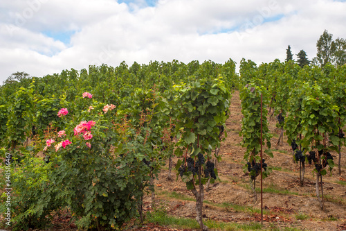 Photography Grape vines by rows with clusters of ripe black blue grape berries and flowering rose shrub in the beginning of the raw