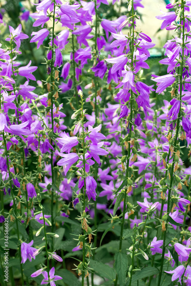 thickets of tall lilac-colored bells on summer thickets of tall lilac-colored bells on summer