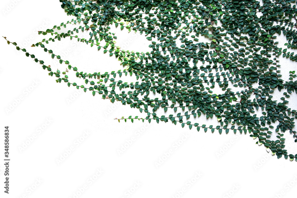 Plants that attach to the wall
Plants that attach to the wall
