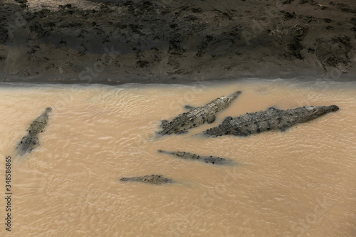 Wild American Crocodile (Crocodylus acutus) in a river sand bank. Dangerous reptile in muddy waters of Tarcoles, Carara National Park, Costa Rica, a famous tropical destination in Central America. photo