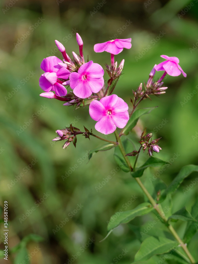 Flower flox blizzard wild against a backdrop of grass Flower flox blizzard wild against a backdrop of grass