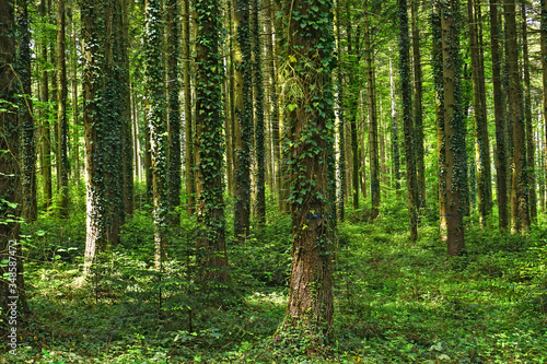Märchenwald - Fichtenwald mit Efeubewachsenen Bäumen