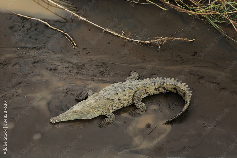Wild American Crocodile (Crocodylus acutus) in a river sand bank. Dangerous reptile in muddy waters of Tarcoles, Carara National Park, Costa Rica, a famous tropical destination in Central America. Wild American Crocodile (Crocodylus acutus) in a river sand bank. Dangerous reptile in muddy waters of Tarcoles, Carara National Park, Costa Rica, a famous tropical destination in Central America.