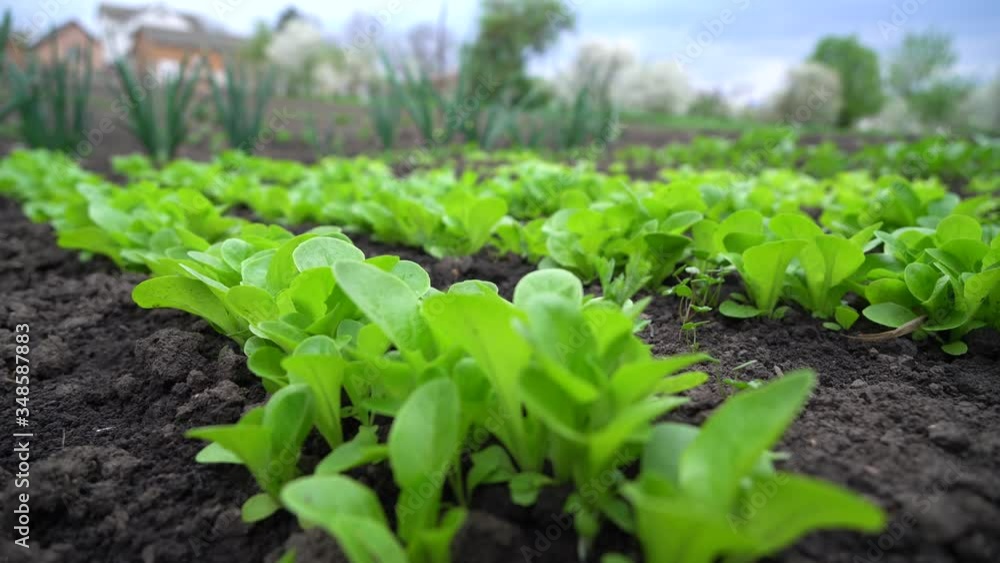 watering organic lettuce in the garden watering organic lettuce in the garden