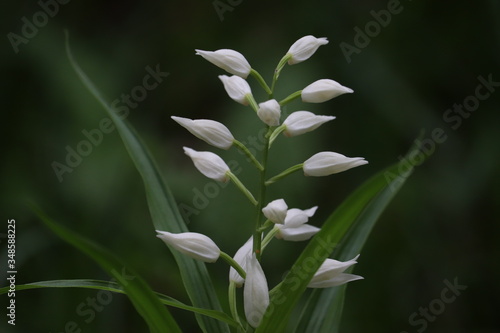 white  flowers