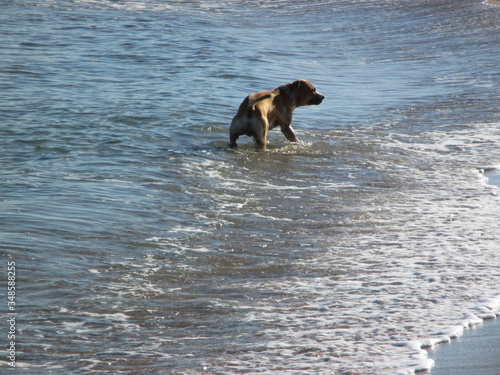 Perro jugando en la playa