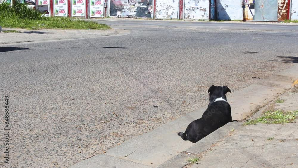 black and white dog staring at a car passing by