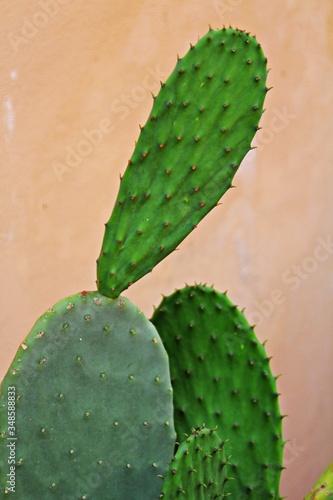 large green cactus leaves with spikes, green cactus on the wall background, succulent, cactus