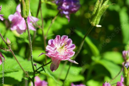Romantic, delicate pink flowers of aquilegia growing in the drore of the house. Fantastic flowering plants, granny's bonnet, columbine with leaves illuminated by the bright rays of the May sun.