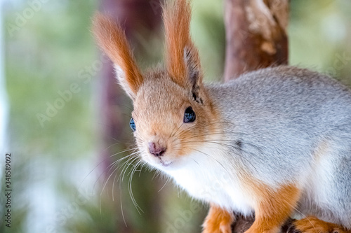 squirrel eating pine nuts © littleboy72
