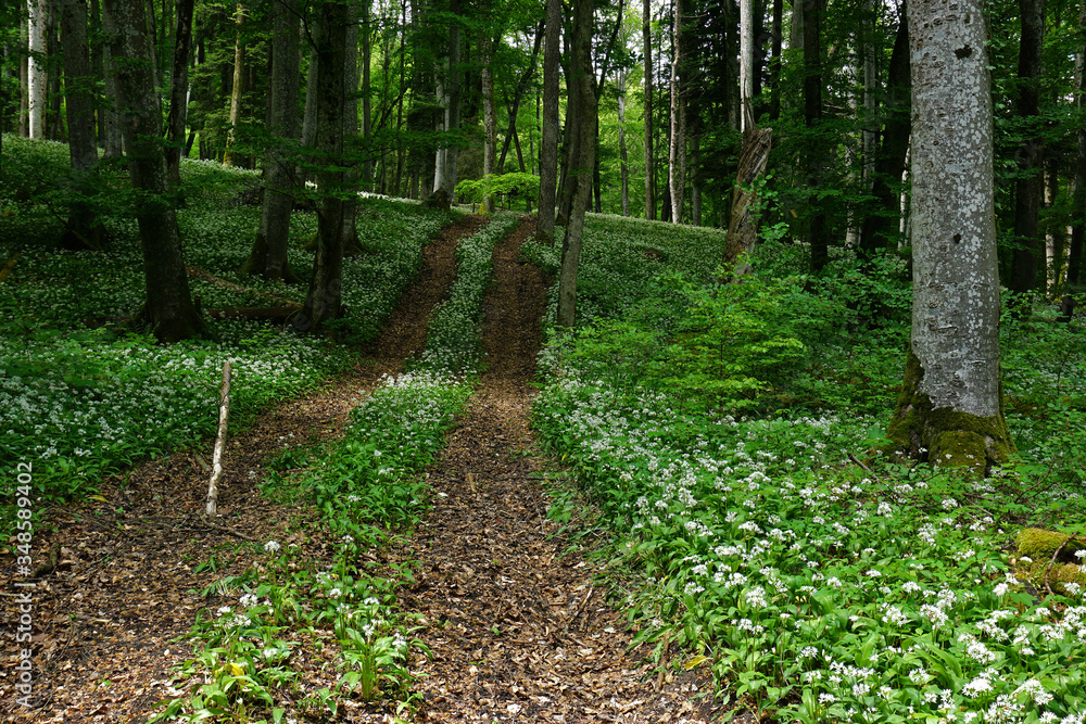 Waldweg mit Baerlauch gesaeumt Waldweg mit Baerlauch gesaeumt