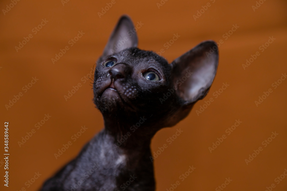 Cornish Rex kitten black on a brown background