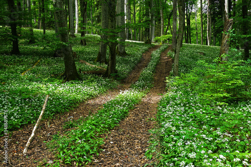 Waldweg mit Baerlauch gesaeumt