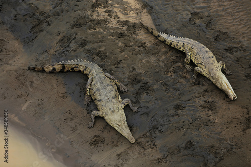 Wild American Crocodile (Crocodylus acutus) in a river sand bank. Dangerous reptile in muddy waters of Tarcoles, Carara National Park, Costa Rica, a famous tropical destination in Central America.