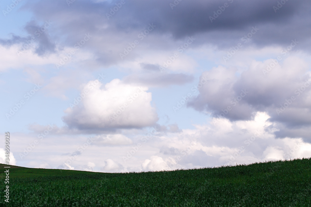 Cumulus clouds on a blue sky. Over the green field. Spring flowering grass. Summer natural background Cumulus clouds on a blue sky. Over the green field. Spring flowering grass. Summer natural background