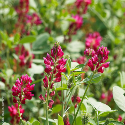 Hedysarum coronarium | Magnifique sainfoin d'Italie ou hédysarum coronaire à inflorescences pyramidales rouge bordeaux au feuillage penné, folioles ovales aux bordures poilues photo