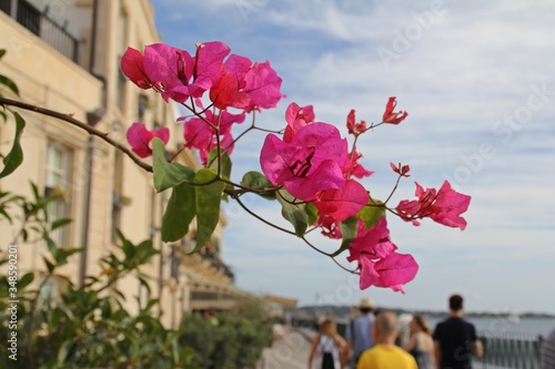 bougenvilla, rosliny kwitnace na Sycylii, Sycylia,  Syrakuza,  photo