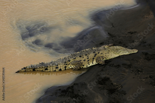 Wild American Crocodile (Crocodylus acutus) in a river sand bank. Dangerous reptile in muddy waters of Tarcoles, Carara National Park, Costa Rica, a famous tropical destination in Central America. © Salty View