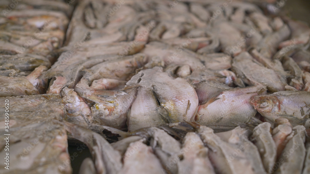 Frozen fish lies in a large piece. An assortment of chilled fish lying on ice. Fish Processing Plant. Frozen fish lies in a large piece. An assortment of chilled fish lying on ice. Fish Processing Plant.