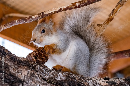 squirrel eating pine nuts