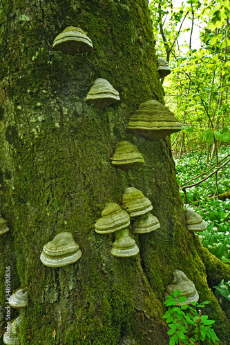 Zunderschwamm, fomes fomentarius, horse's hoof fungus; tinder fungus photo