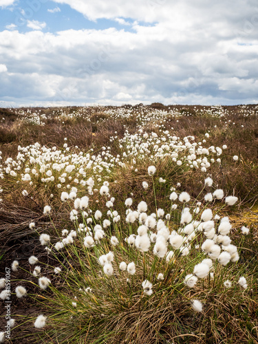 Common Cottongrass (Eriophorum angustifolium) on a Yorkshire moor