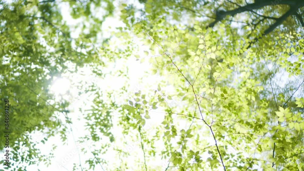 深緑 深緑