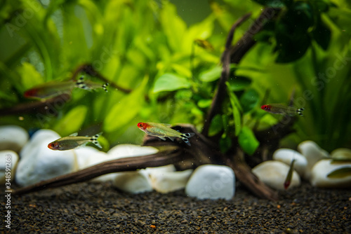 Fotografia Rummy nose tetra Hemigrammus bleheri in planted aquaruim.