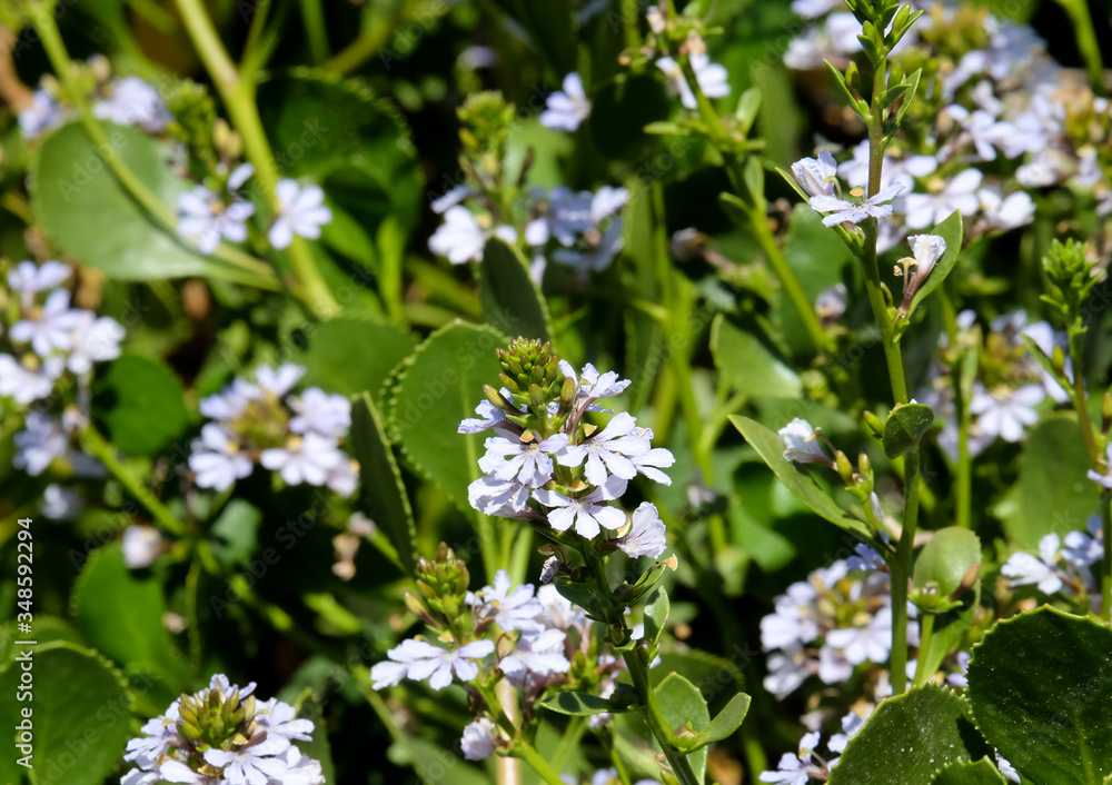 Beautiful blue flowers of Scaevola